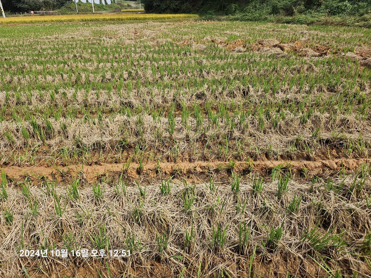 벼 벤자리에 싹이 올라오네요ㅎ