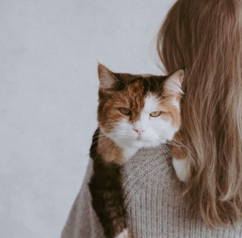 RamServiceSas's tweet photo. Anche i gatti possono soffrire di stress: scopri come riconoscerlo 🐱 Segnali come eccessiva pulizia o isolamento possono indicare stress nel tuo gatto. Attenzione a questi comportamenti per mantenere il tuo felino sere https://t.co/6HxGt3jasL