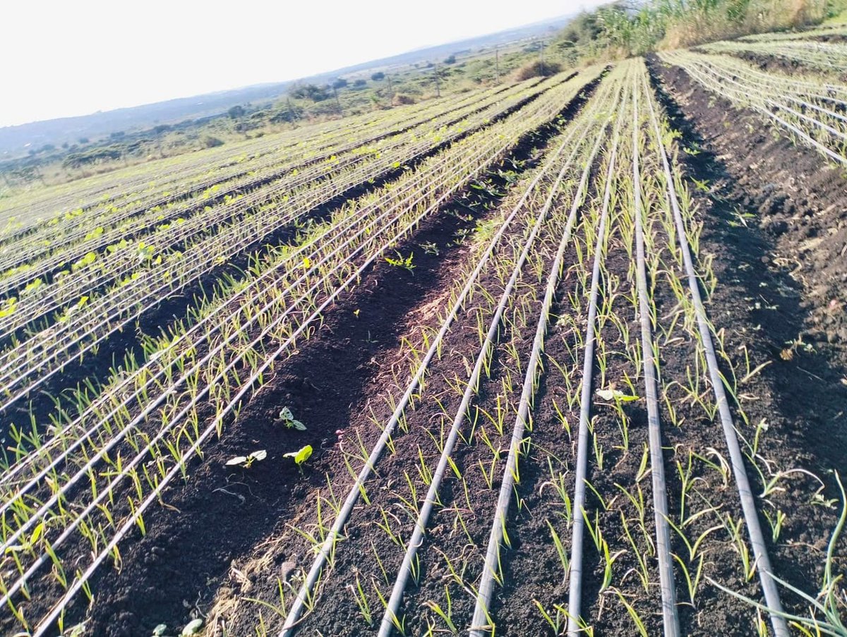 Soil Fertility Clinik Kenya tweet media