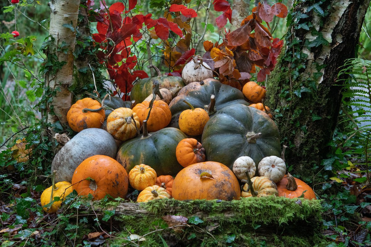 A spellbinding collection of over 500 pumpkins is on show and ready to welcome visitors at <a href="/EdenProject/">Eden Project</a> this half term. The impressive haul can be found in the atmospheric Myth and Folklore area of the Outdoor Gardens. edenproject.com/media-relation…