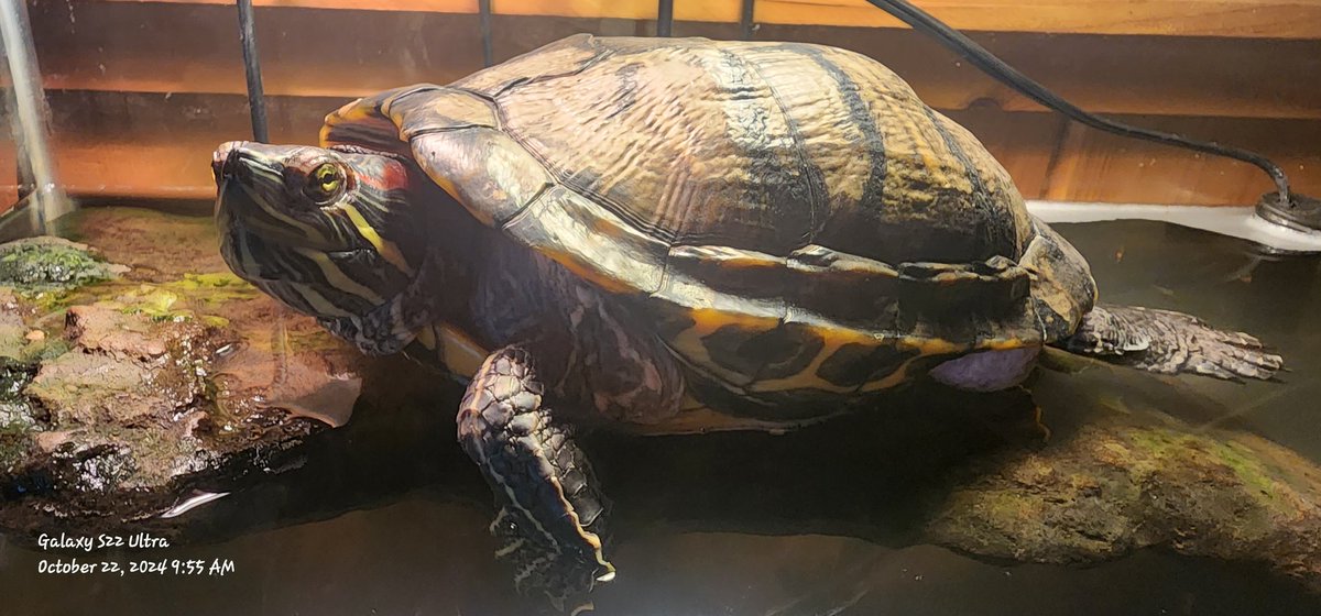 ᗩᑌᖇIᗴ ᖇᗩᖴᖴᗩᗴᒪᗴ🐢🐸🏖 🏄♀️ 🚶♀️ (@oreoraffa) on Twitter photo So it's apparently National Reptile Awareness Day.
Here's my girl Clover to show some love.
How about my tort buds?
<a href="/SimonandHuman1/">Simon 🐢, Bean 🐈 & Their Human 👧🏻</a> <a href="/bigmacdturtle/">McKinley D. Turtle</a> <a href="/mcneany_matthew/">Mostly tortoise, some socialist politics.</a> <a href="/No_Swag_Mitch/">Mitch, and 𝘾𝙖𝙩𝙝𝙮 𝙩𝙝𝙚 𝙏𝙤𝙧𝙩𝙤𝙞𝙨𝙚</a> <a href="/pedals121/">Albie the tortoise 🐢</a> <a href="/willow221b/">Hewie and Willow</a> <a href="/GrumpyBeak/">Gladys Beak 🐢</a> <a href="/MassiveTortoise/">Clinton Tortoise</a> and those I know I forgot to list. So it's apparently National Reptile Awareness Day.
Here's my girl Clover to show some love.
How about my tort buds?
<a href="/SimonandHuman1/">Simon 🐢, Bean 🐈 & Their Human 👧🏻</a> <a href="/bigmacdturtle/">McKinley D. Turtle</a> <a href="/mcneany_matthew/">Mostly tortoise, some socialist politics.</a> <a href="/No_Swag_Mitch/">Mitch, and 𝘾𝙖𝙩𝙝𝙮 𝙩𝙝𝙚 𝙏𝙤𝙧𝙩𝙤𝙞𝙨𝙚</a> <a href="/pedals121/">Albie the tortoise 🐢</a> <a href="/willow221b/">Hewie and Willow</a> <a href="/GrumpyBeak/">Gladys Beak 🐢</a> <a href="/MassiveTortoise/">Clinton Tortoise</a> and those I know I forgot to list.