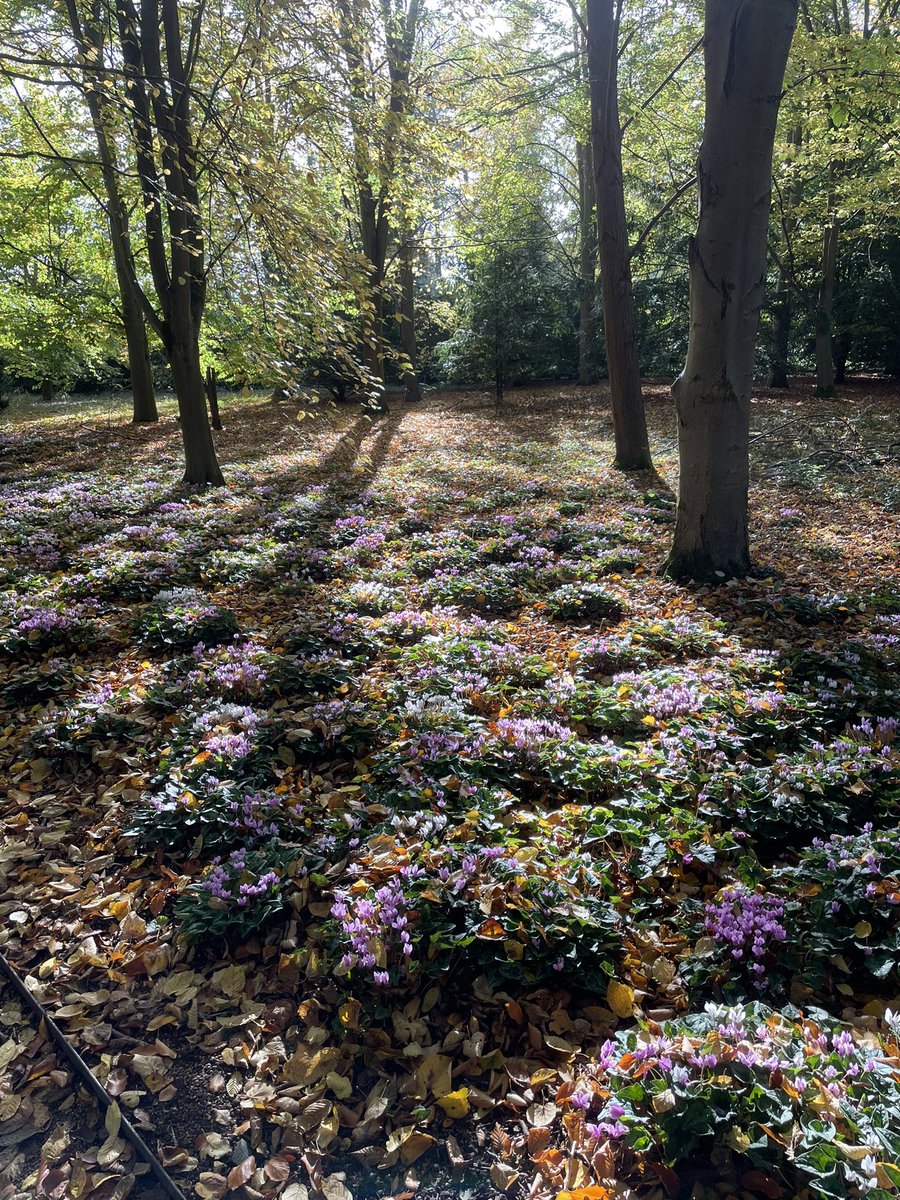 #AI can easily create a scene like this but, it will never be able to appreciate it.