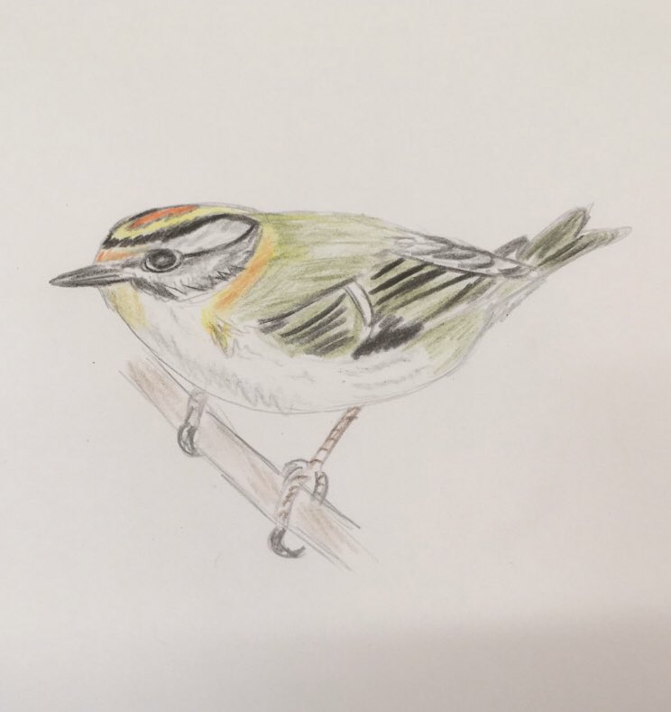 Went to <a href="/buteparkcardiff/">Bute Park</a> for the firecrest saw not 1 but 2! #crudelydrawnbirds #wildcardiffhour 👌🏾