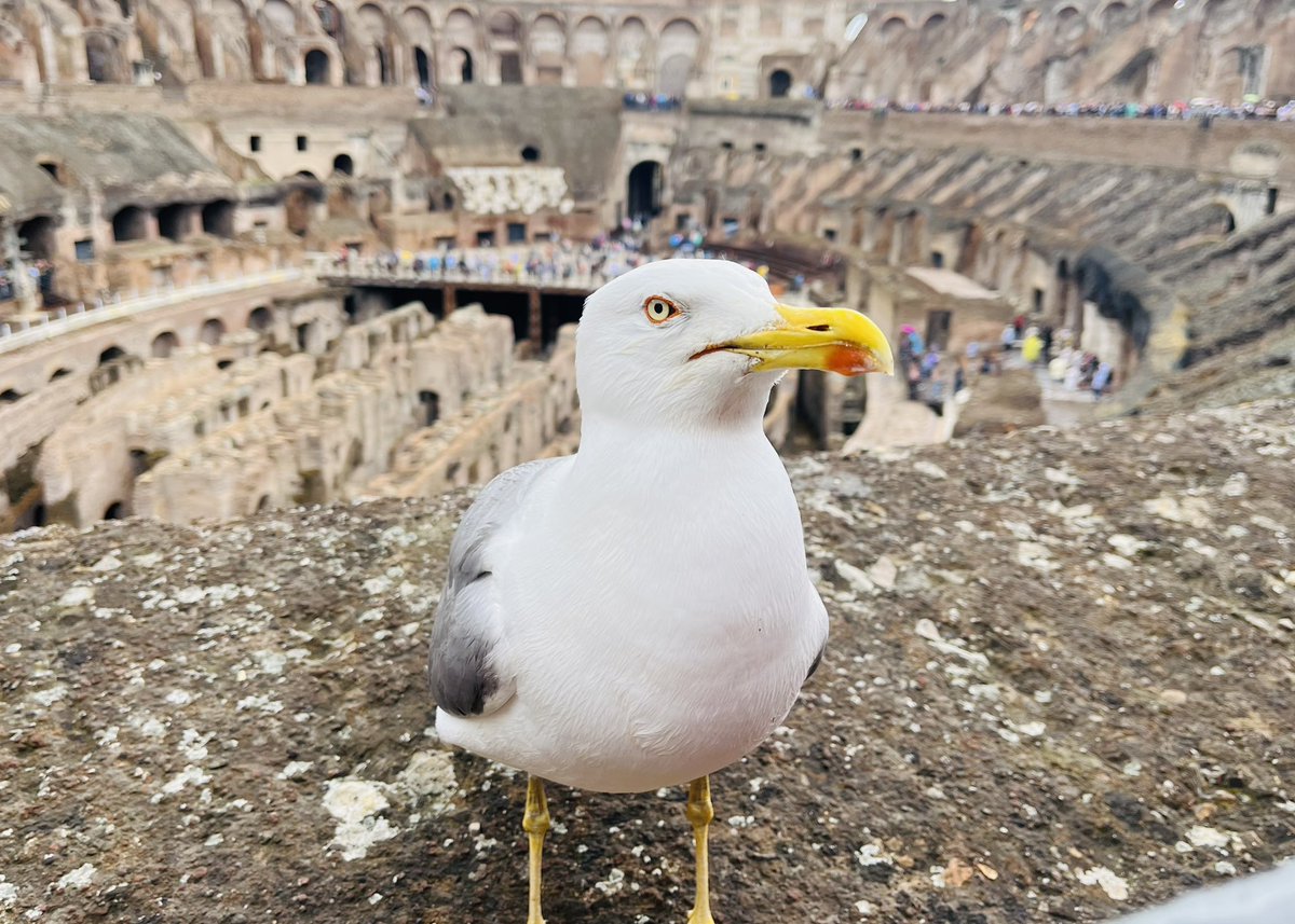 eatlivestay's tweet photo. Old rocks are rad! Share your rocks &amp; ruins pics from your travel adventures! Remember to include the following; #Top4Theme #Top4Ruins 
@obligatraveler
@intheolivegrov1
@OdetteDunn
@pipeaway_travel https://t.co/ZKit4BAKQL