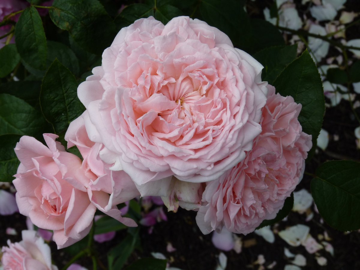 Happy #RoseWednesday everyone 
#GardeningX #rose ##gardeningtwitter