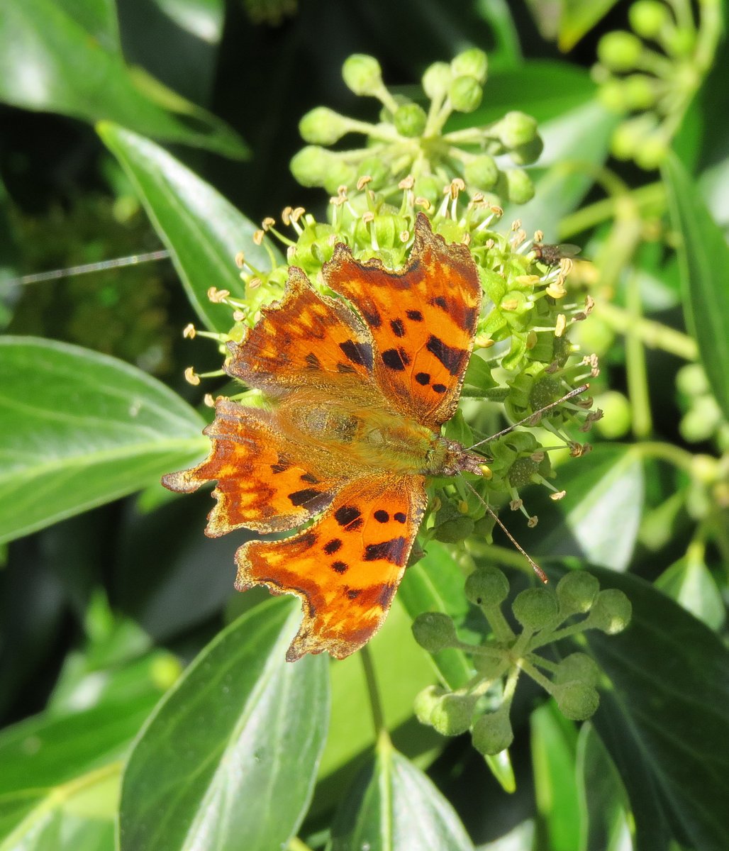 Steven Falk tweet media