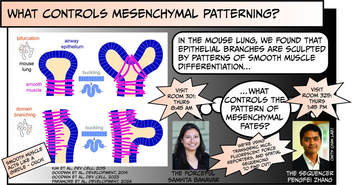 Tissue Morphodynamics Group tweet media