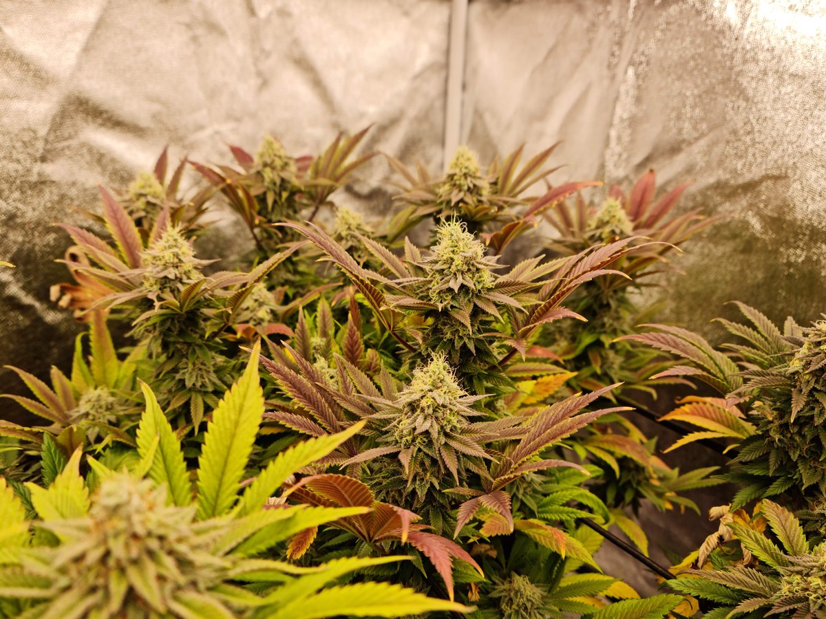 🗽 Sleepy Joe by Anesia Seeds 🇺🇸

Ready to kick back and chill? 😴 Sleepy Joe is your go-to for pure relaxation. This beautiful indica powerhouse is loaded with THC, designed to melt away stress and tension like it’s nothing. 😌✨

Sweet, fruity vibes and a calm, long-lasting