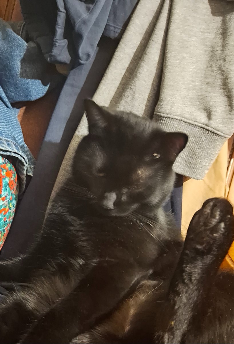 _BlueLux's tweet photo. #OctOberon but it's my cat Oberon instead
Day 22 and 23 https://t.co/5lE3MFccJO