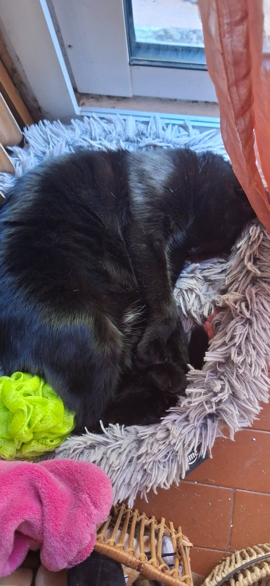 _BlueLux's tweet photo. #OctOberon but it's my cat Oberon instead
Day 22 and 23 https://t.co/5lE3MFccJO