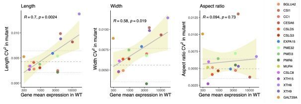 Highly expressed cell wall genes contribute to robustness of sepal size 

biorxiv.org/content/10.110… 
#plantscience ♻️