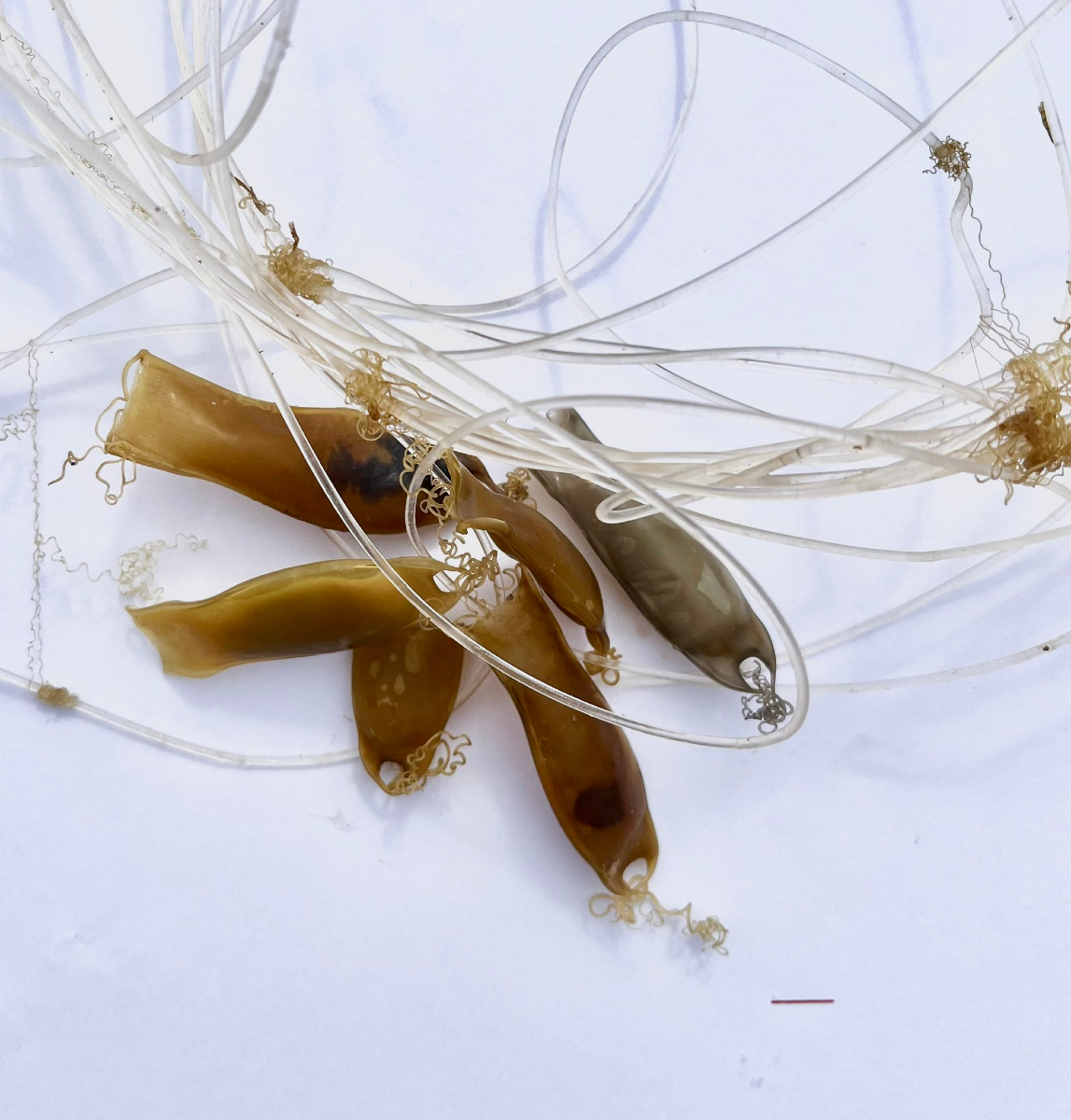 🔴I #ICMNEWS I🔴

🦈Catsharks shift to plastic substrates for egg-laying in an increasingly degraded Mediterranean

🗞️Is the main conclusion of a new study led by the ICM in collab with <a href="/UniBarcelona/">Universitat de Barcelona</a> <a href="/UV_EG/">Universitat València</a> <a href="/Cat_Sharks/">Catsharks</a> <a href="/Med_Recover/">MedRecover</a> 

🔗icm.csic.es/en/news/catsha…

📷<a href="/SubiasArnau/">Arnau Subías-Baratau</a>