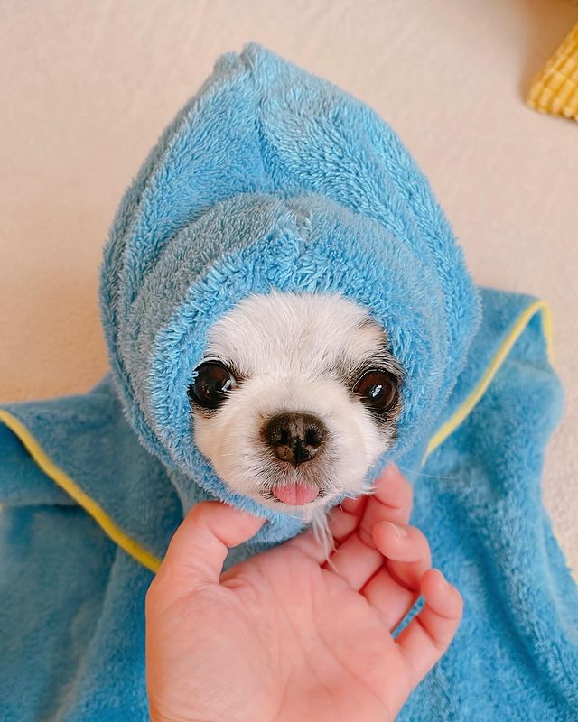 Base Wrapped Dog tweet media