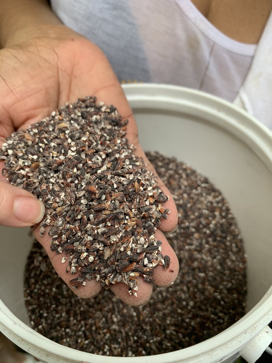Nos golpea la escasez de arroz Nal., y estando en la comunidad de El Retiro,Antón veo la cosecha de arroz morado (ideal para chichemes);aprendo sobre la riqueza en variedad de granos que tenía Panamá,más de 40 tipos. Recuperar nuestras semillas es recuperar soberanía alimentaria