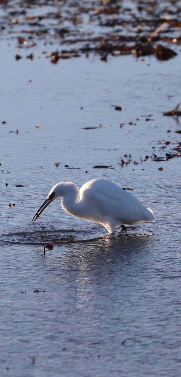 Catching an egret catching a sprat <a href="/NorthWildlife/">Northumberland Wildlife Trust</a> Hauxley