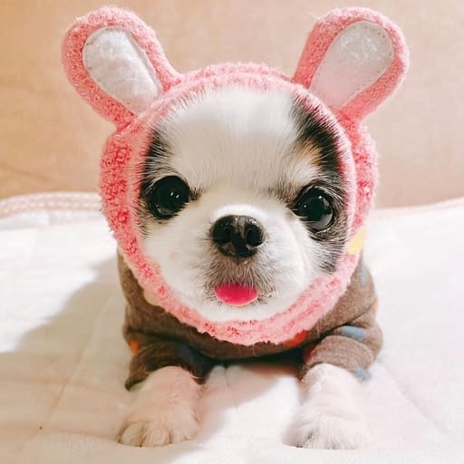 Base Wrapped Dog tweet media