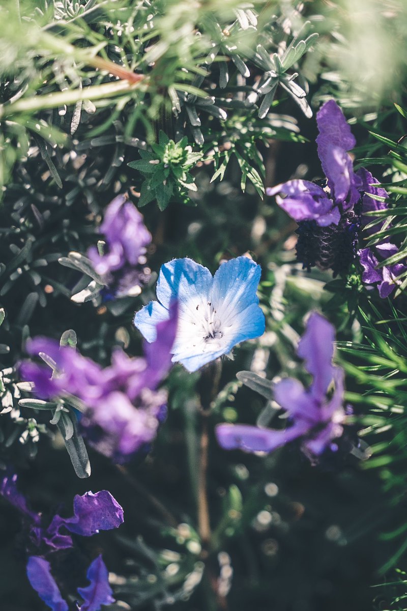 _pryo_'s tweet photo. Flower https://t.co/0F4aEPkCls