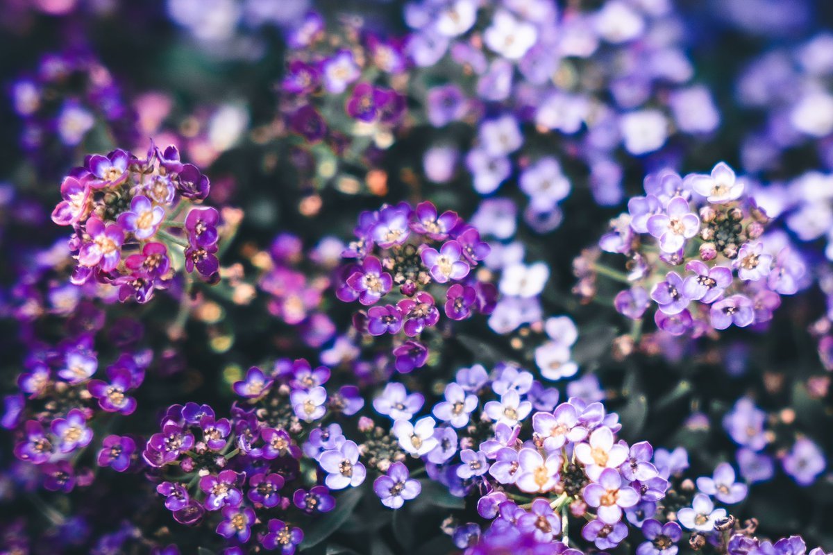 _pryo_'s tweet photo. Flower https://t.co/0F4aEPkCls