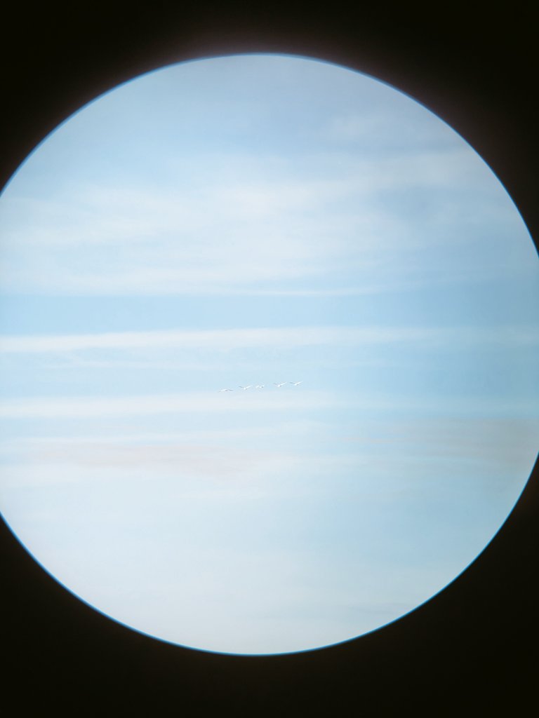 Neptune blues morning. Five whooper swans following the Nith south, tracking the meanders into the heart of town.