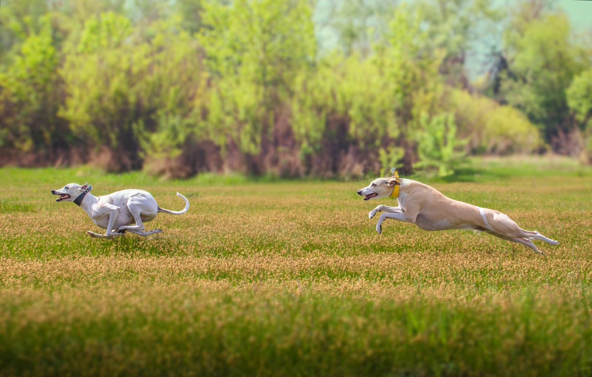 LOEWE Centre Translational Biodiversity Genomics (@loewe_tbg) on Twitter photo Whole genome #sequencing 🧬 in less than a week – fast as a Whippet sighthound 🐶. Great project of <a href="/Bioscientia1/">Bioscientia</a> & <a href="/LOEWE_TBG/">LOEWE Centre Translational Biodiversity Genomics</a> with impact on biodiversity and conservation research. 🌍
➡️<a href="/GigaByteJournal/">GigaByteJournal</a>: doi.org/10.46471/gigab…
ℹ️Press release: sgn.one/36r
#LongRead Whole genome #sequencing 🧬 in less than a week – fast as a Whippet sighthound 🐶. Great project of <a href="/Bioscientia1/">Bioscientia</a> & <a href="/LOEWE_TBG/">LOEWE Centre Translational Biodiversity Genomics</a> with impact on biodiversity and conservation research. 🌍
➡️<a href="/GigaByteJournal/">GigaByteJournal</a>: doi.org/10.46471/gigab…
ℹ️Press release: sgn.one/36r
#LongRead