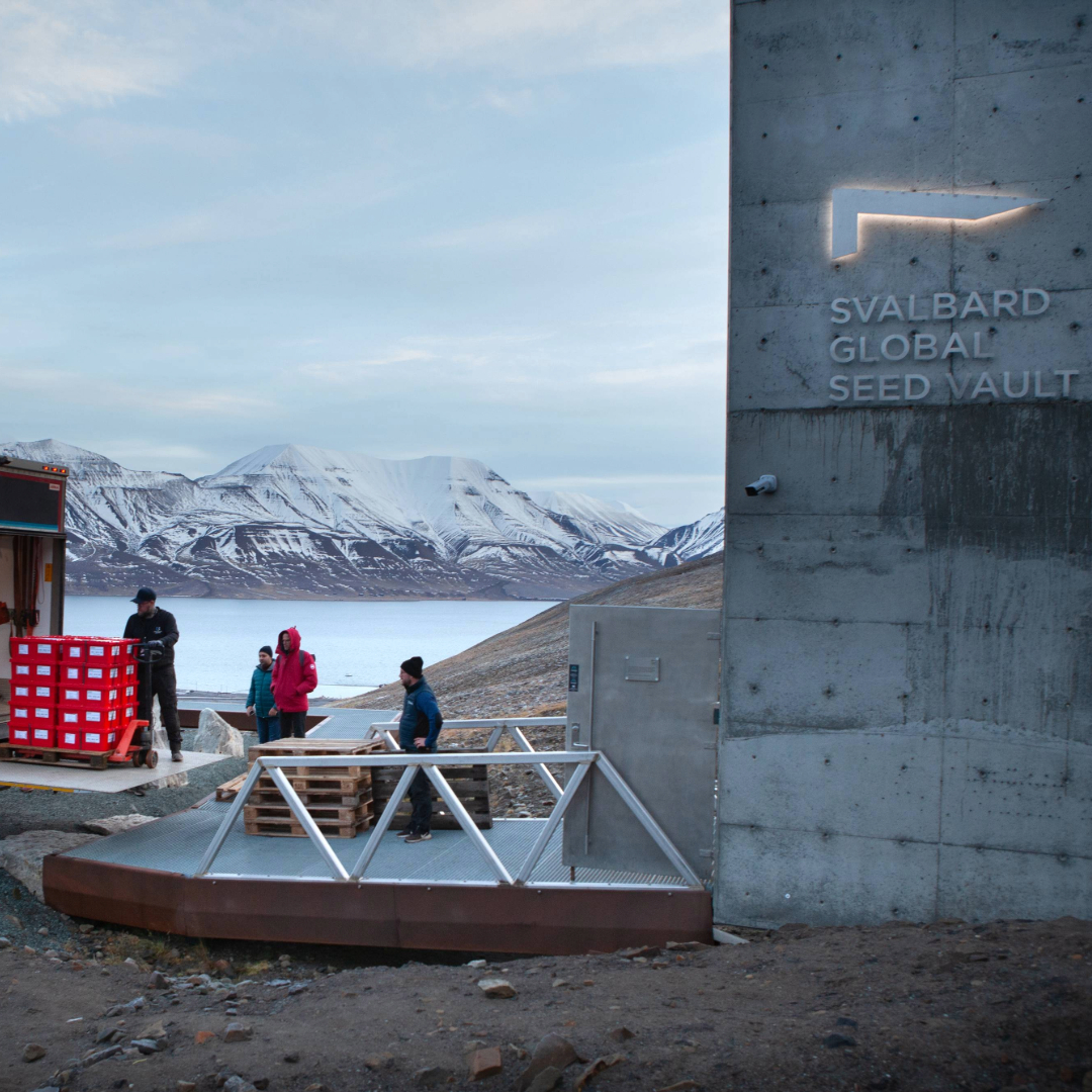 CropTrust's tweet photo. 🌱 Yesterday, the Svalbard Global Seed Vault received over 30,000 seed samples from 23 depositors across 21 countries, including 7 international genebanks! 🌍

Six first-time deposits were backed by the Crop Trust's #BOLDProject, funded by Norway.

More: https://t.co/KX34bXsVXm https://t.co/1crVFqWkM7