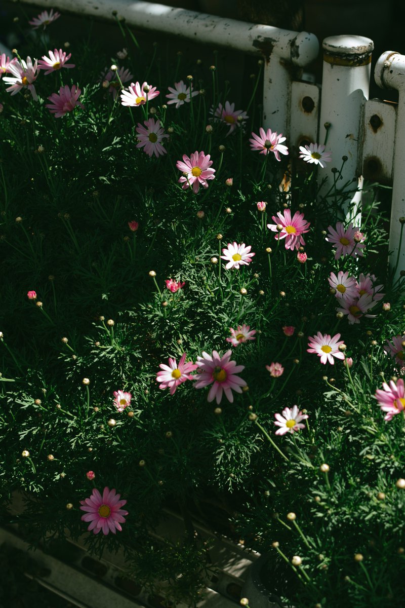 アキモト tweet media