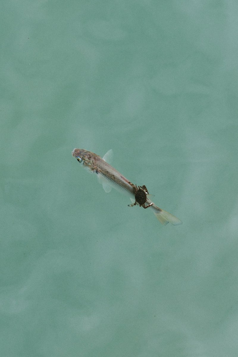 アキモト tweet media