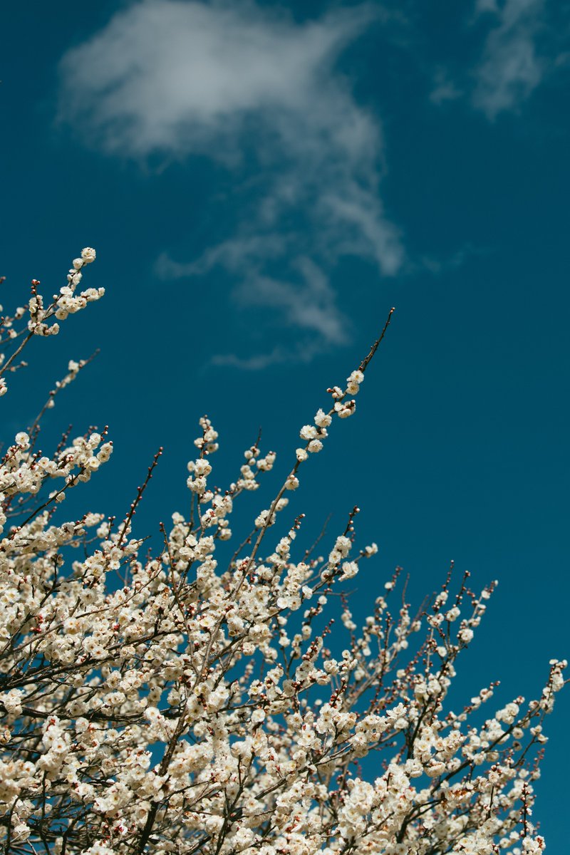 アキモト tweet media