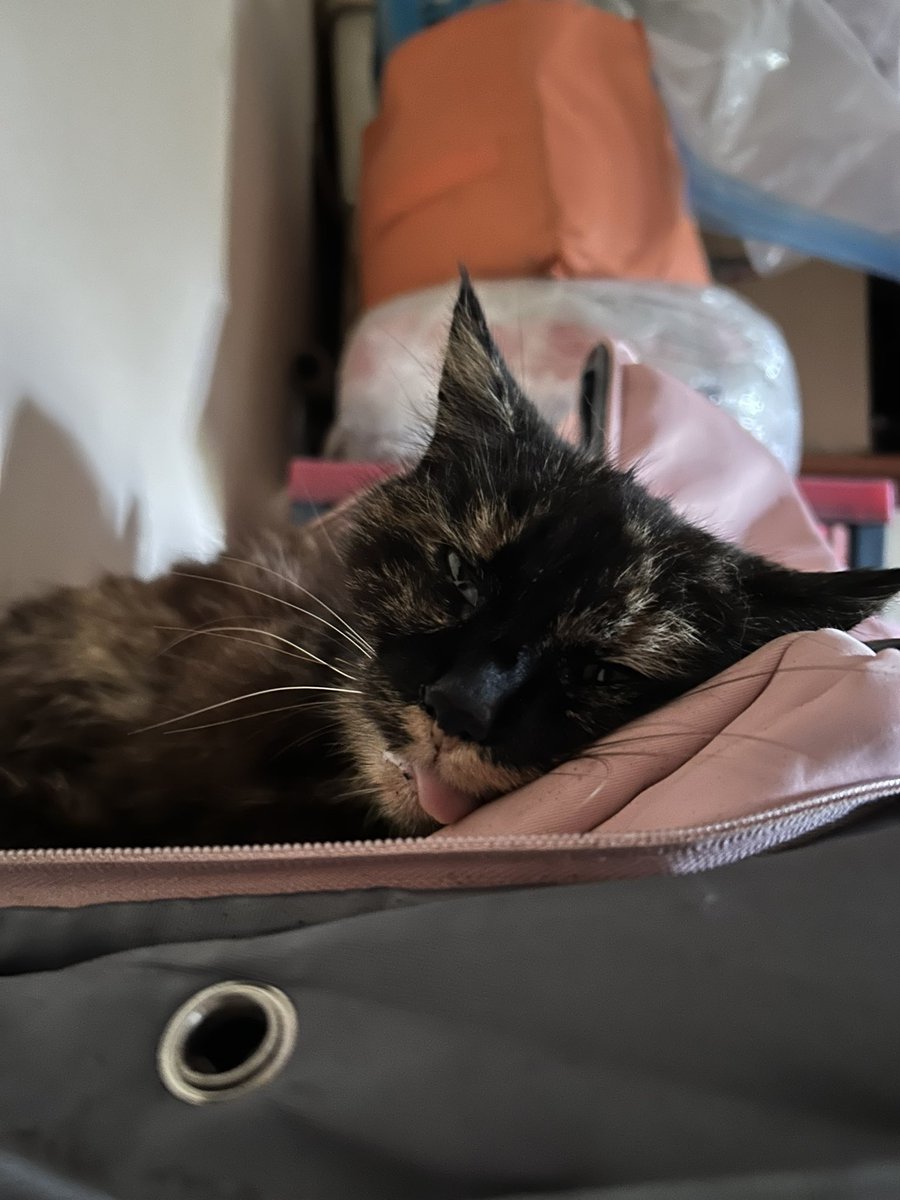 Maysie glitter disco bug ♉️🌙✨🪩🐞🇺🇦🇵🇸 tweet media