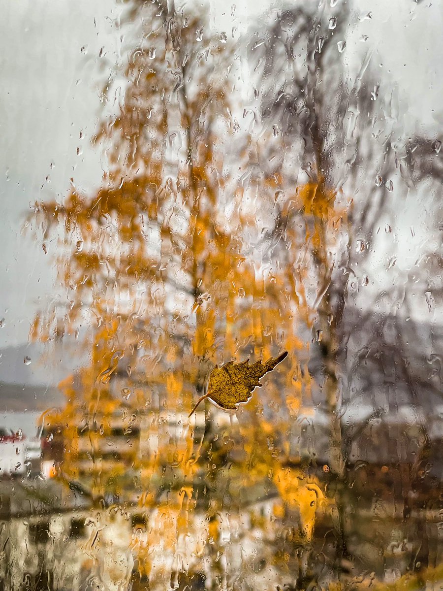 OliveAgent's tweet image. #снимкаслисто