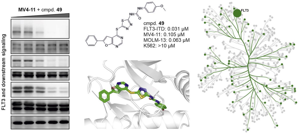 Moradi M, et al. Identification of furo[2,3-d]pyrimidin-4-ylsulfanyl-1,3,4-thiadiazole derivatives as novel FLT3-ITD inhibitors. Eur J Med Chem. doi.org/10.1016/j.ejme…