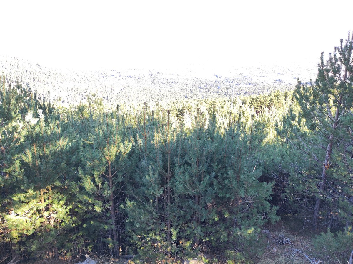 ForesRock's tweet photo. La selvicultura es maravillosa. Vamos a Segovia:
Izquierda: cortas de regeneración en 2014.
Derecha (foto un poco horrible): la misma zona en 2024 con regeneración abundante, consolidada y pendiente de clareo. https://t.co/W9s4GUJhk6