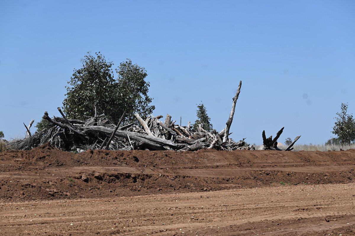 jo_noCSG's tweet photo. Bimblebox bulldozed for a gas pipeline in south-west Queensland, how does everyone feel about this? Is it possible this is Poplar Box Grassy Woodland on Alluvial Plains? 📍Jackson North https://t.co/XKcfKUDJnC