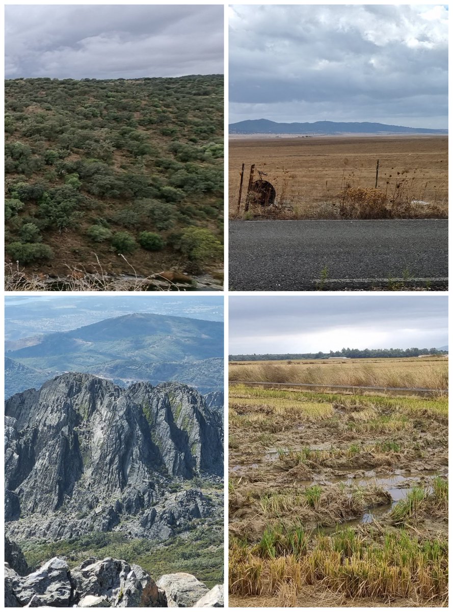 SiBorder's tweet photo. Spent the second week of October birding in the Extremadura region of Spain with @GuyBorder96, exploring the vast areas of Dehesa, Steppe, Mountains and Rice fields, all within an easy drive from our excellent accommodation at @casaelrecuerdo near Truilljo. @birdextremadura https://t.co/Yzd6kuoOiA