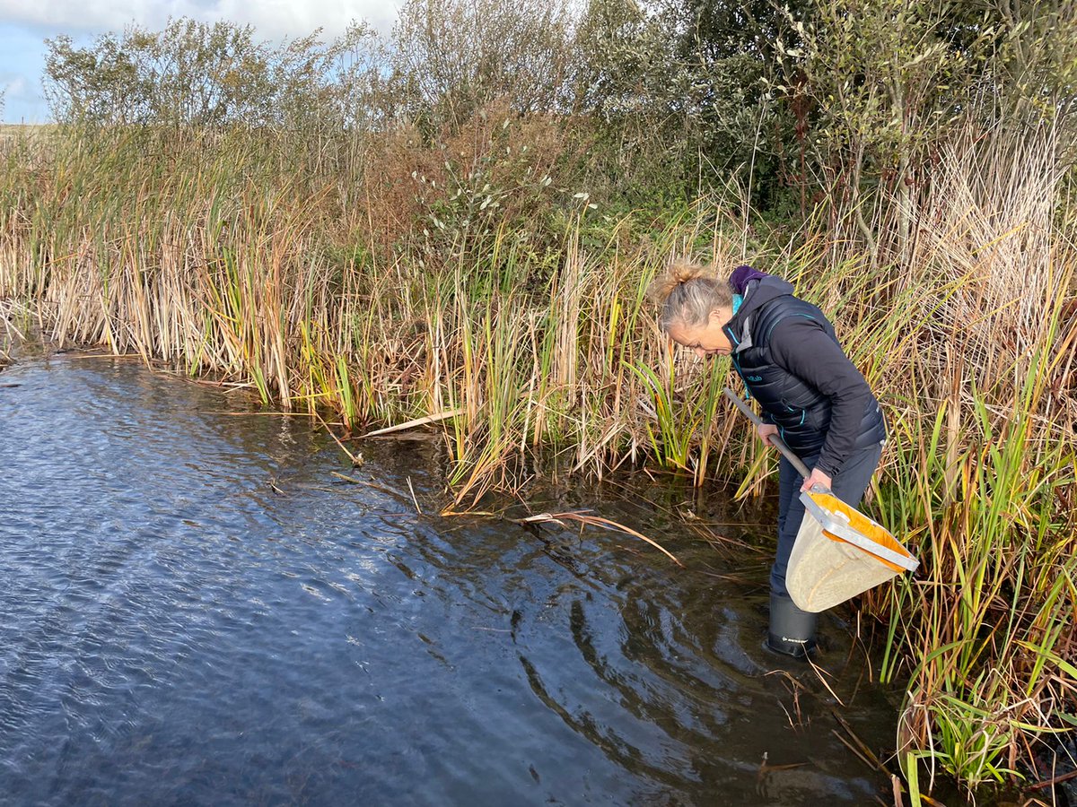 Freshwater Habitats Trust (@freshwaterhabs) on Twitter photo 🩸 We are working with <a href="/zsllondonzoo/">London Zoo</a> to save the iconic Medicinal Leech from extinction.
Over 40 young Medicinal Leeches have been bred, marking a huge conservation success for the species.
Read the full story here ➡ freshwaterhabitats.org.uk/news/medicinal… 🩸 We are working with <a href="/zsllondonzoo/">London Zoo</a> to save the iconic Medicinal Leech from extinction.
Over 40 young Medicinal Leeches have been bred, marking a huge conservation success for the species.
Read the full story here ➡ freshwaterhabitats.org.uk/news/medicinal…