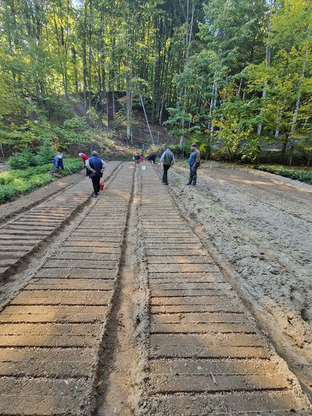 RNP_Romsilva's tweet image. Activități de toamnă în pepinierele silvice ale Romsilva. Colegii noștri de la Ocolul Silvic Râmnicu Vâlcea au realizat semănăturile de brad în pat nutritiv la Pepiniera Silvică Iezer, primul pas în obținerea puieților forestieri necesari campaniilor de împăduriri viitoare.
#fir