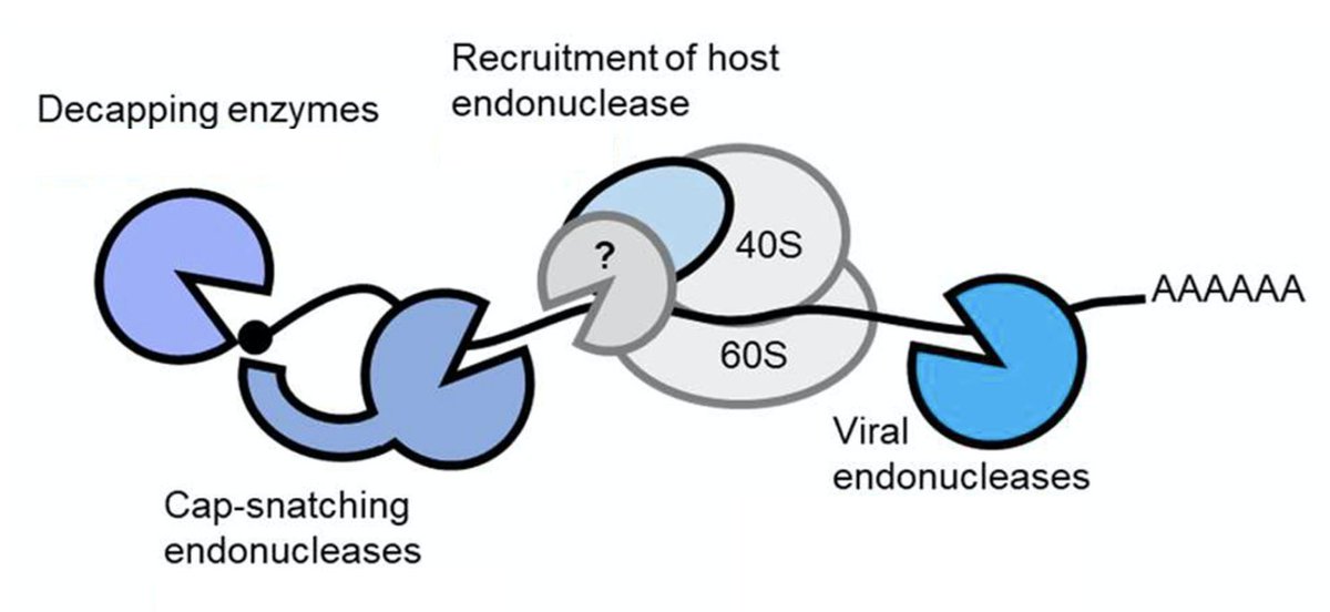 BSRC St Andrews (@standrewsbsrc) on Twitter photo BIOLOGY/BMS External Seminar - Dr Hannah Burgess - <a href="/HannahmBurgess/">Dr Hannah Burgess</a> <a href="/UniOfSurrey/">University of Surrey</a> - Exploiting the host: viral co-option of RNA modification and decay pathways. Wednesday October 30th, 1-2 pm, BMS Seminar Room RM001. 📷 PMID: 35193946 BIOLOGY/BMS External Seminar - Dr Hannah Burgess - <a href="/HannahmBurgess/">Dr Hannah Burgess</a> <a href="/UniOfSurrey/">University of Surrey</a> - Exploiting the host: viral co-option of RNA modification and decay pathways. Wednesday October 30th, 1-2 pm, BMS Seminar Room RM001. 📷 PMID: 35193946