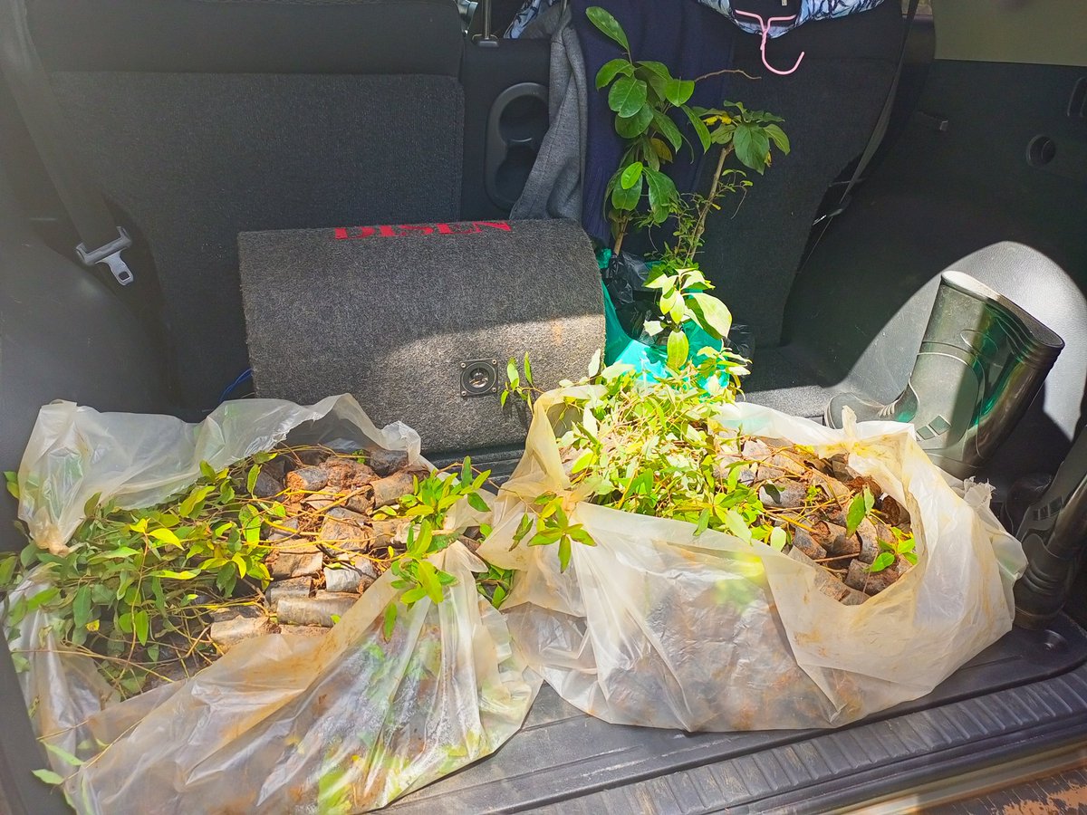 bakora_moses's tweet image. Now that the rains are here; let&apos;s gooooo!
Plant A Tree Today !
#AquaTreeProject