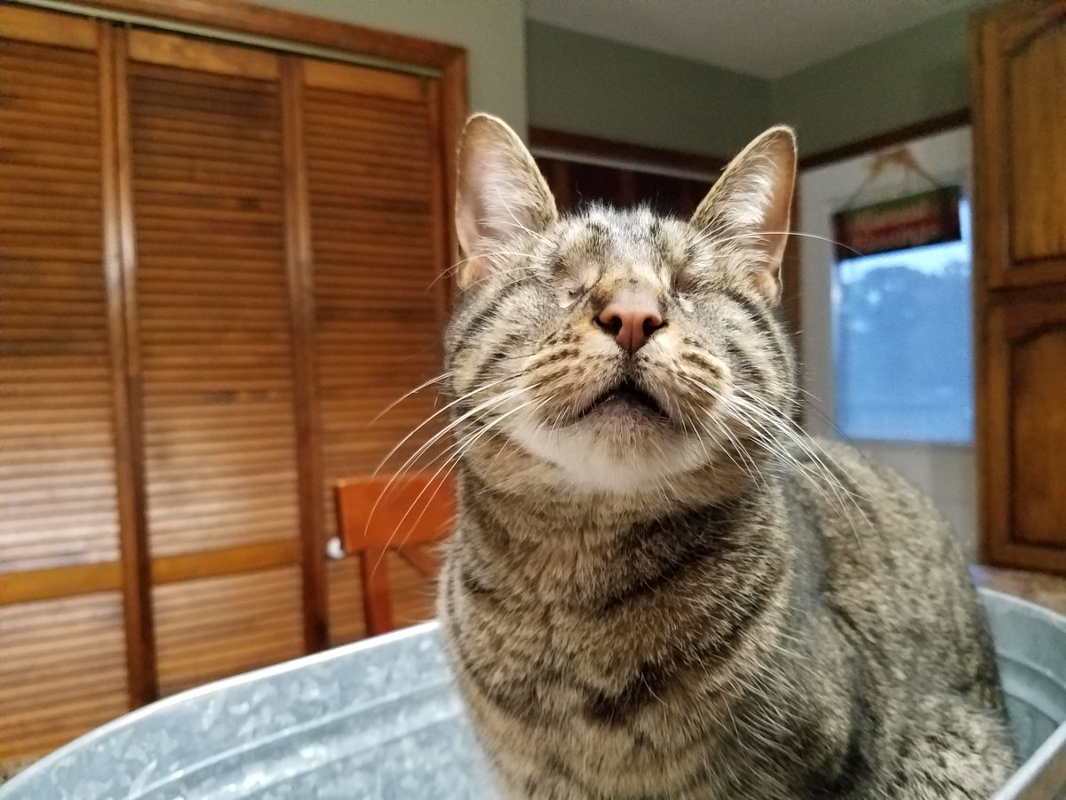 Pebbles Blind Cat tweet media