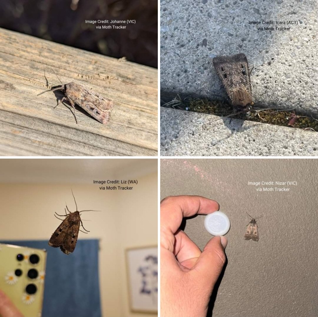 Dr Marissa Parrott tweet media