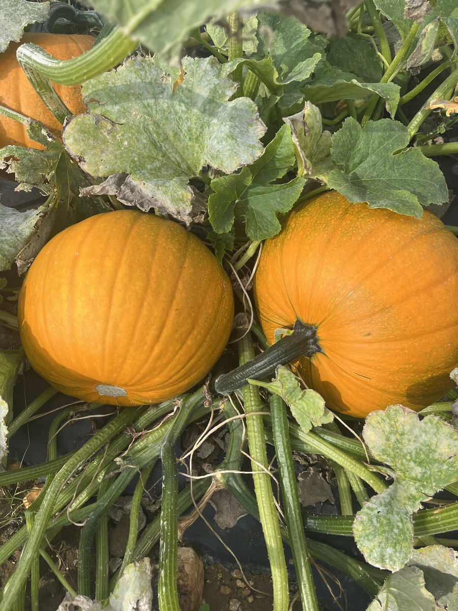 Claire Taylor (@clairemich89) on Twitter photo Halloween, means one thing… PUMPKINS! We have a new and extensive range of Squashes, Gourds & Pumpkin Seeds. Dont miss out on seeds for 2025. Get in touch for more information or visit elsoms.com 🎃 <a href="/Elsomsseeds/">Elsoms Seeds</a> <a href="/SamPoppleton2/">Sam Poppleton</a> Halloween, means one thing… PUMPKINS! We have a new and extensive range of Squashes, Gourds & Pumpkin Seeds. Dont miss out on seeds for 2025. Get in touch for more information or visit elsoms.com 🎃 <a href="/Elsomsseeds/">Elsoms Seeds</a> <a href="/SamPoppleton2/">Sam Poppleton</a>