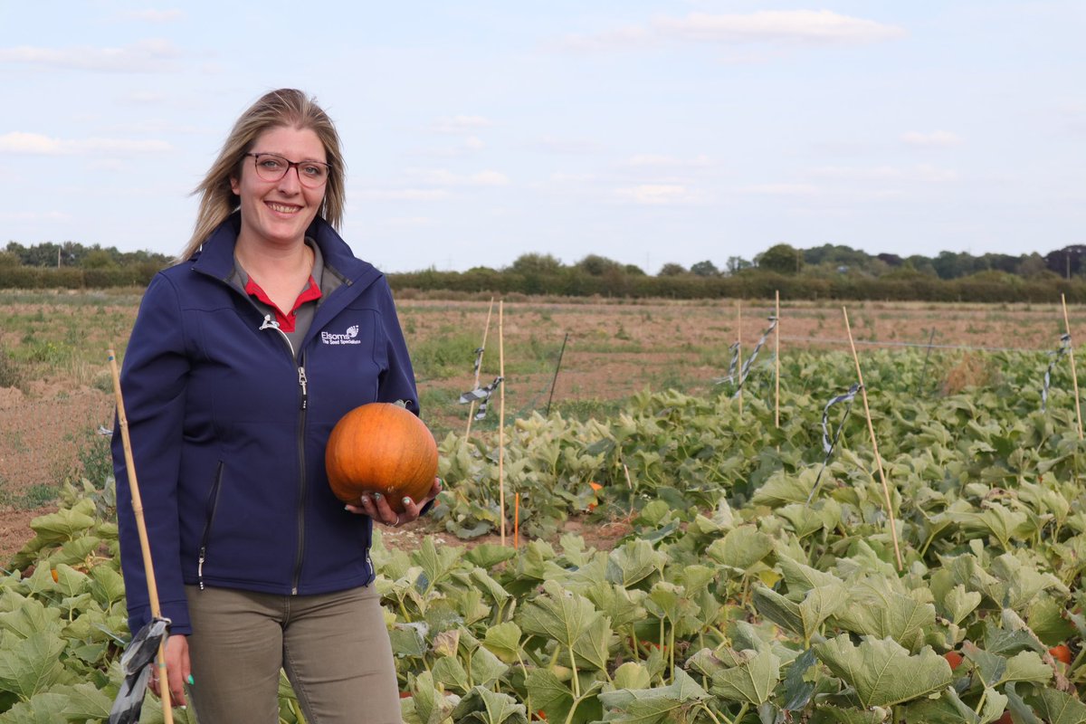 ClaireMich89's tweet photo. Halloween, means one thing… PUMPKINS! We have a new and extensive range of Squashes, Gourds &amp; Pumpkin Seeds. Dont miss out on seeds for 2025. Get in touch for more information or visit https://t.co/lB8YIOHkPL 🎃 @Elsomsseeds @SamPoppleton2 https://t.co/eATnncyvR2