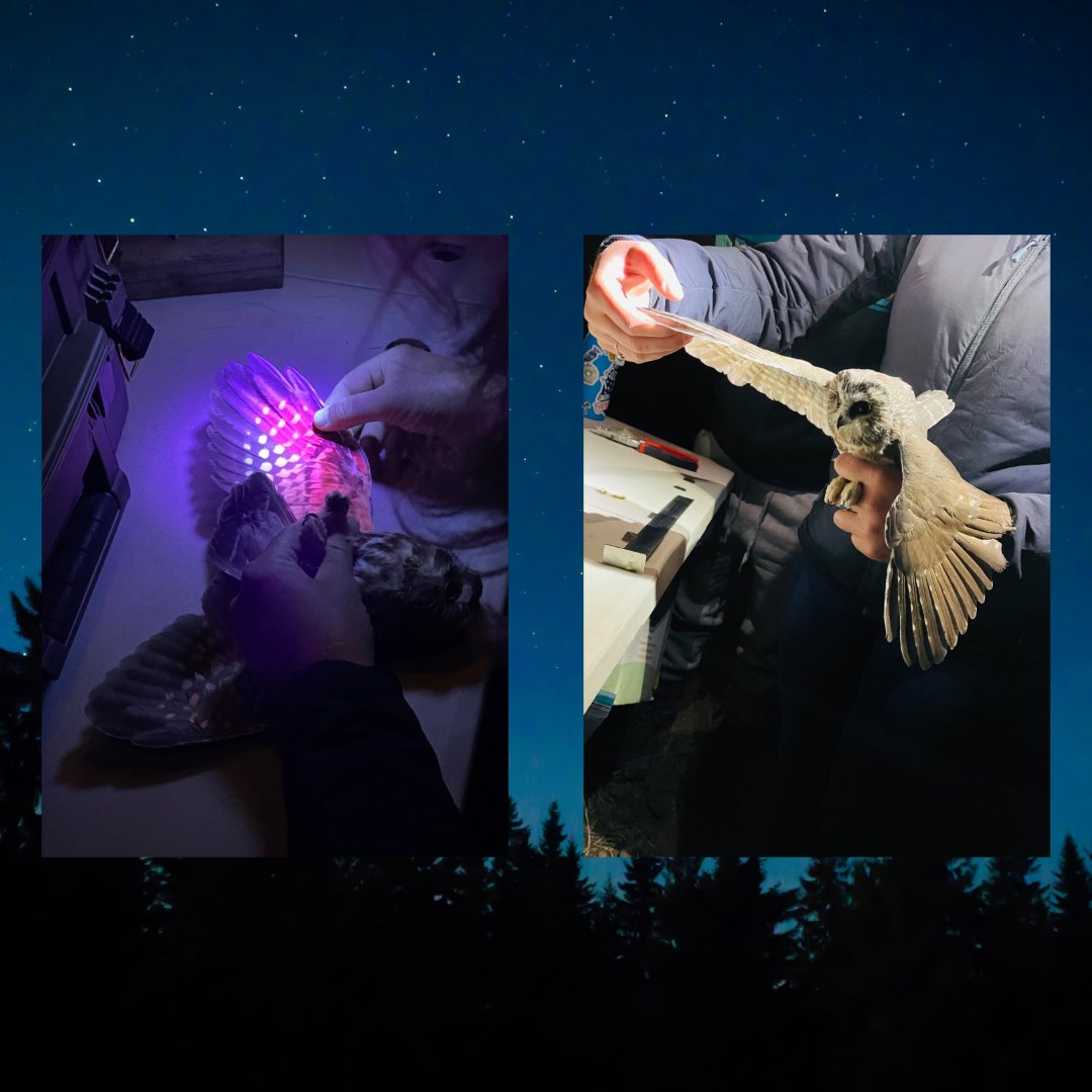 Bird Conservancy of the Rockies tweet media