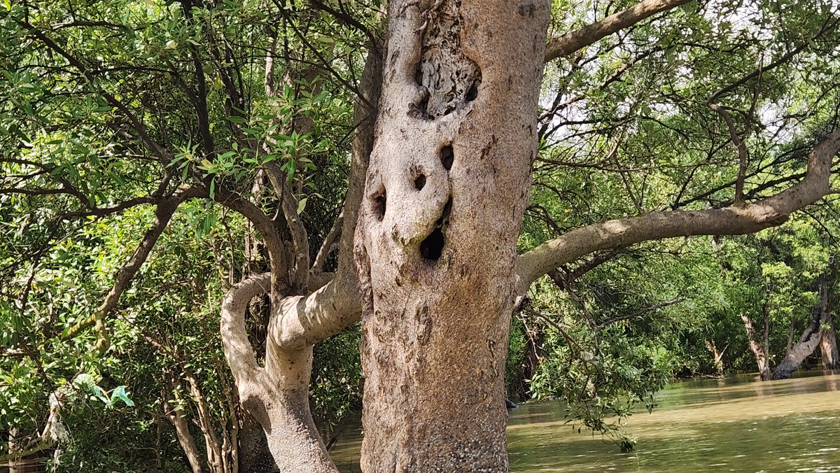 Mister Kwai tweet media