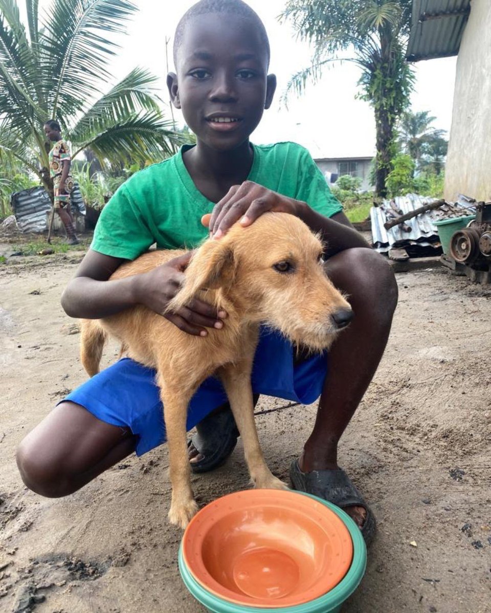 GlobalStrays's tweet image. Our partner shelter, Liberia Animal Welfare Society, is working to educate communities on proper pet care, including offering safe and nutritious food for their furry friends. We’re so grateful to be a part of helping communities give their pets the best care possible!