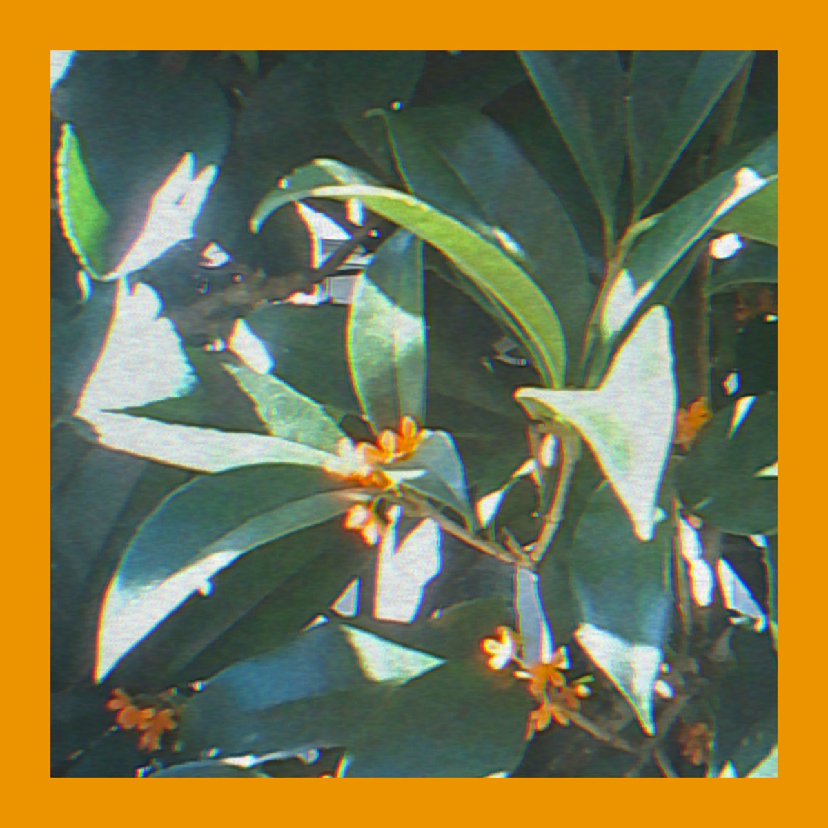 uto_o0zzz's tweet image. 金木犀の匂いがしなくなってきたのでタイムラインに金木犀投下しておきます

#pieniflex