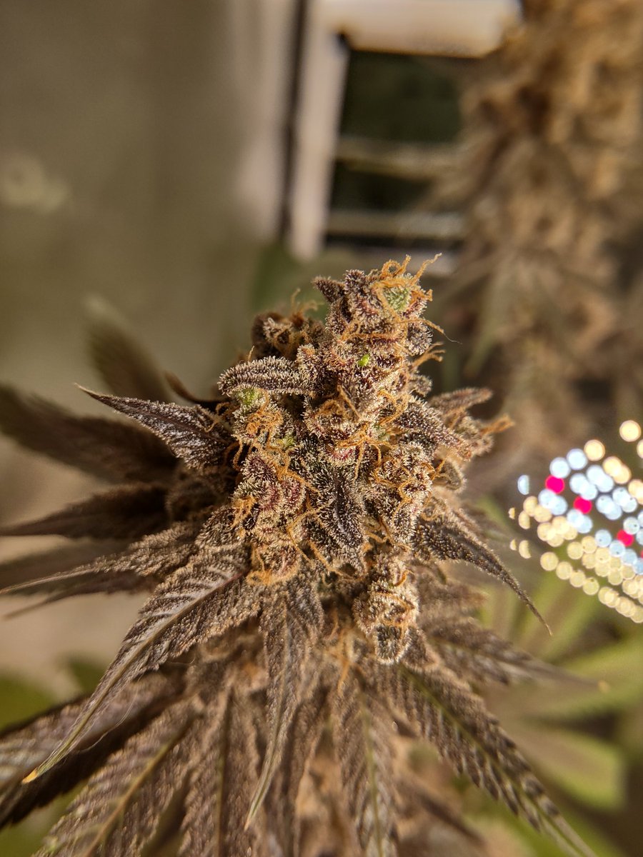 ChrisDean180398's tweet photo. Mighty Grape from @FreedomOfSeeds of seeds,this is only the second indoor grow I've done,still learning and getting better 🤞🤞 Happy Growing and have a great day ✌️✌️😎😎
#cannabisculture 
#Homegrown 
#StonerFam https://t.co/iNARgFsiNE