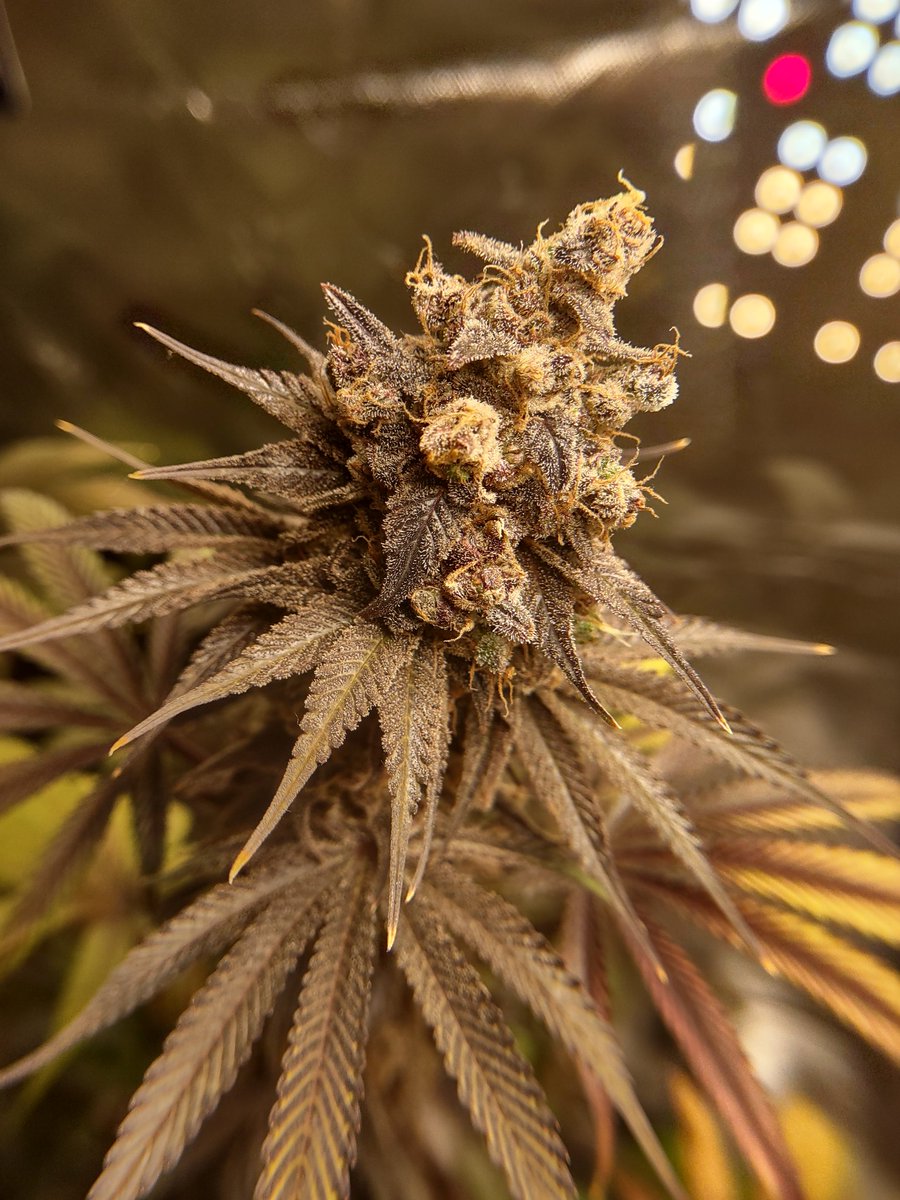 ChrisDean180398's tweet photo. Mighty Grape from @FreedomOfSeeds of seeds,this is only the second indoor grow I've done,still learning and getting better 🤞🤞 Happy Growing and have a great day ✌️✌️😎😎
#cannabisculture 
#Homegrown 
#StonerFam https://t.co/iNARgFsiNE