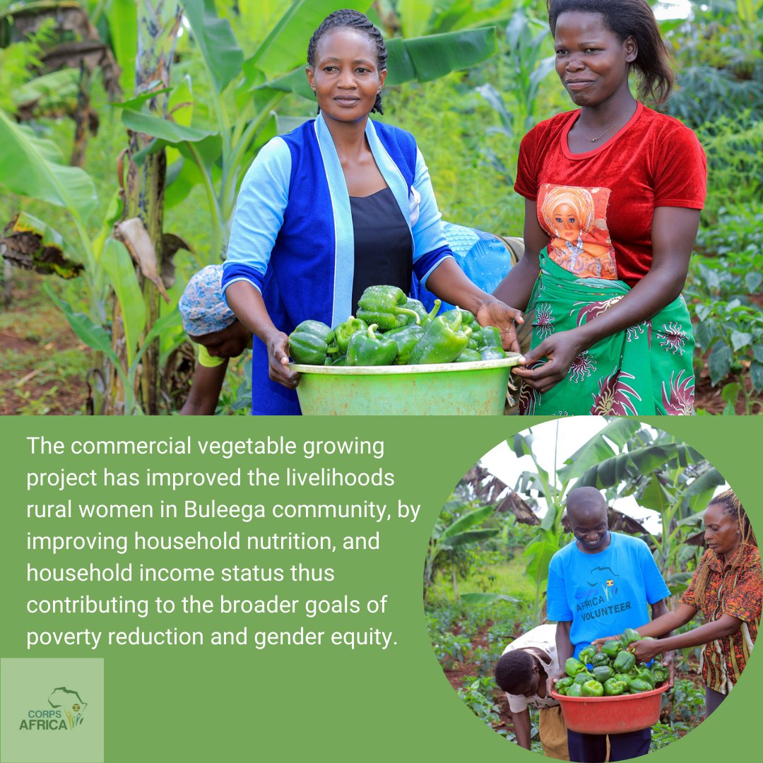CorpsafricaU's tweet image. The Buleega commercial vegetable growing project is improving the livelihoods of women. #Thisiscorpsafrica #CommunityLedDevelopment @CorpsAfrica