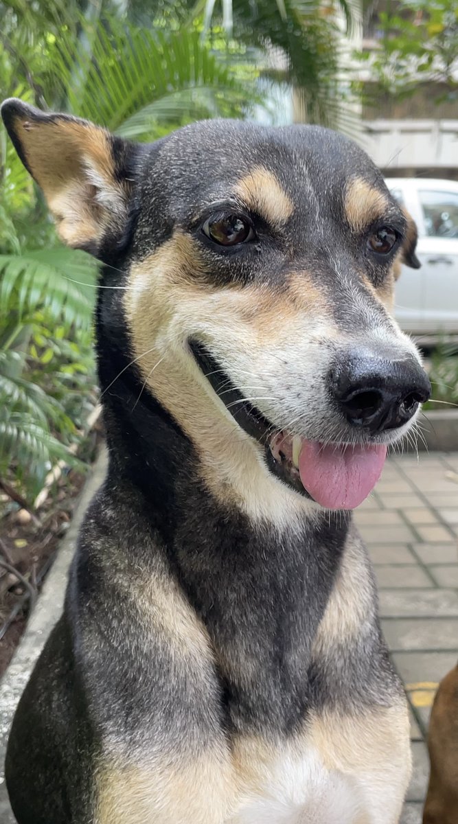 PawDiaries's tweet photo. did someone say TREAT? https://t.co/9QTMWzW01v